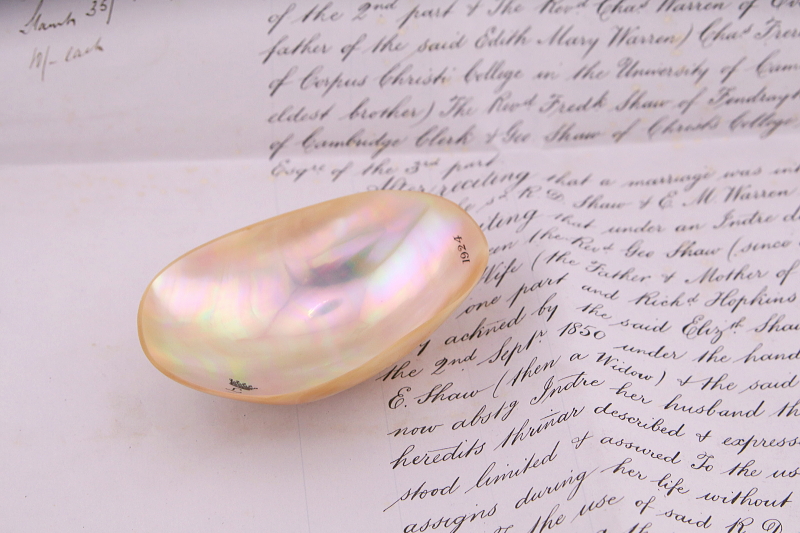 貝殻のジュエリートレイ　イギリス　アンティークストリュフ