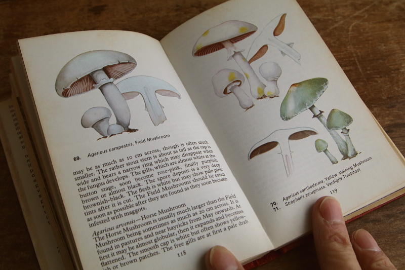 the observer's bookbirds' eggs mushroom toadstool 鳥の卵　キノコ　イギリス アンティークストリュフ