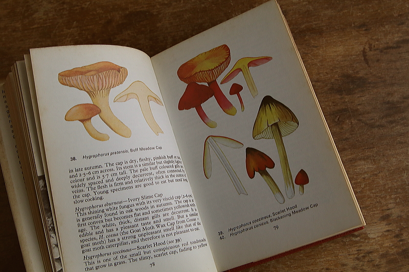 the observer's bookbirds' eggs mushroom toadstool 鳥の卵　キノコ　イギリス アンティークストリュフ