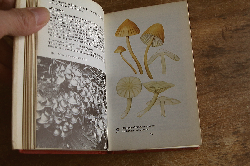 the observer's bookbirds' eggs mushroom toadstool 鳥の卵　キノコ　イギリス アンティークストリュフ