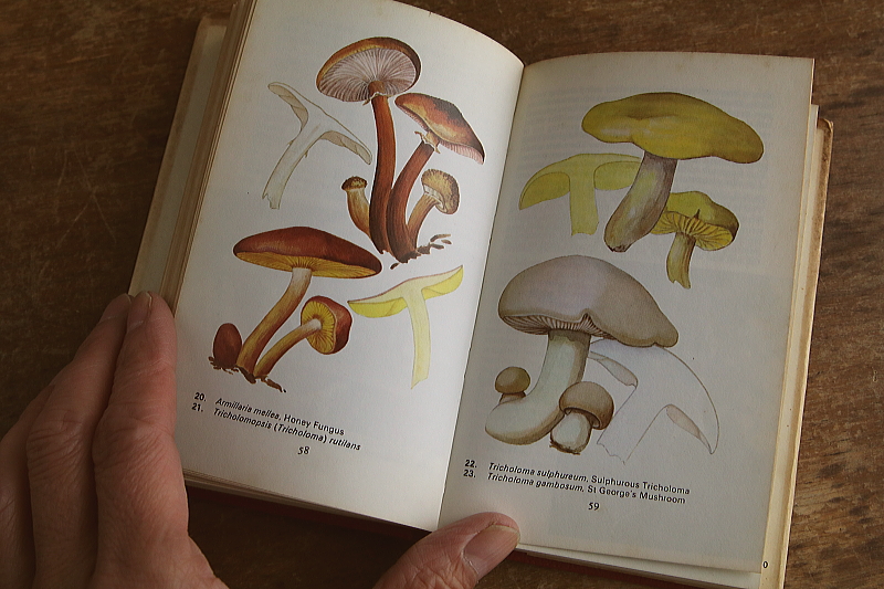the observer's bookbirds' eggs mushroom toadstool 鳥の卵　キノコ　イギリス アンティークストリュフ
