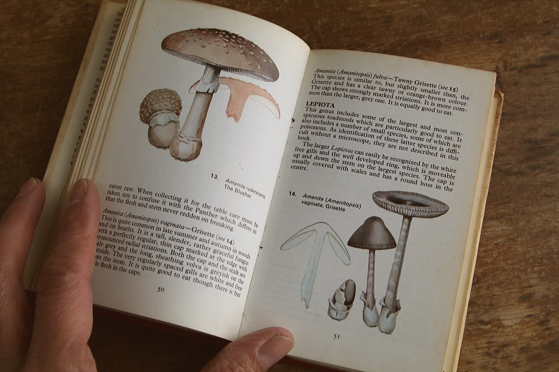 the observer's bookbirds' eggs mushroom toadstool 鳥の卵　キノコ　イギリス アンティークストリュフ
