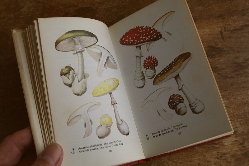 the observer's bookbirds' eggs mushroom toadstool 鳥の卵　キノコ　イギリス アンティークストリュフ