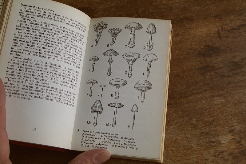 the observer's bookbirds' eggs mushroom toadstool 鳥の卵　キノコ　イギリス アンティークストリュフ