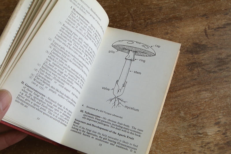 the observer's bookbirds' eggs mushroom toadstool 鳥の卵　キノコ　イギリス アンティークストリュフ