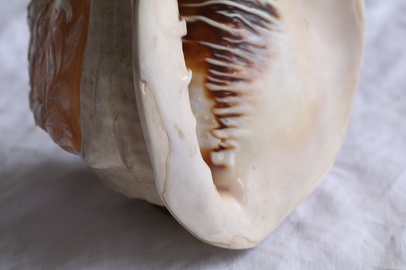 サードニクスシェルカメオのオブジェ　ランプシェード　イタリア　アンティークストリュフ