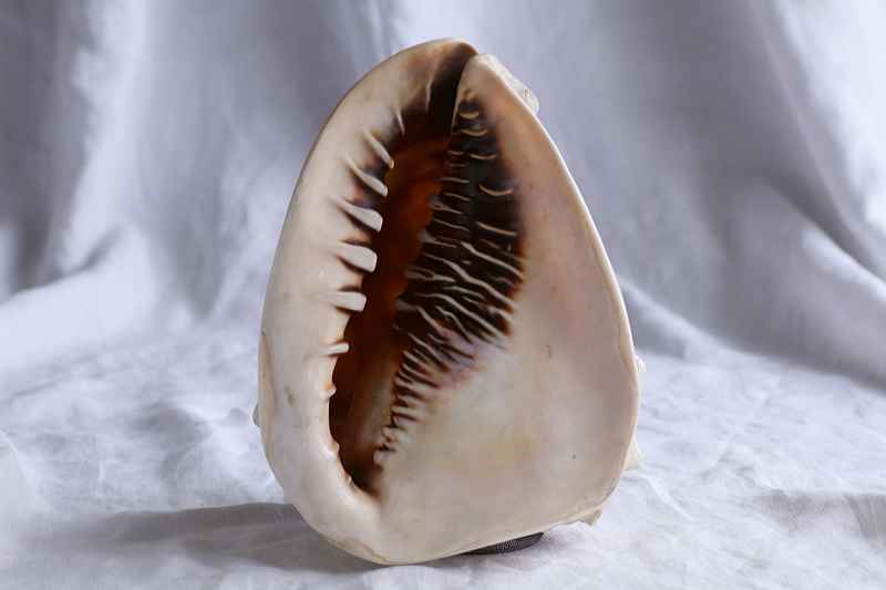 サードニクスシェルカメオのオブジェ　ランプシェード　イタリア　アンティークストリュフ