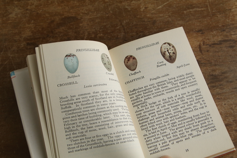 the observer's bookbirds' eggs mushroom toadstool 鳥の卵　キノコ　イギリス アンティークストリュフ