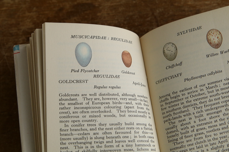 the observer's bookbirds' eggs mushroom toadstool 鳥の卵　キノコ　イギリス アンティークストリュフ