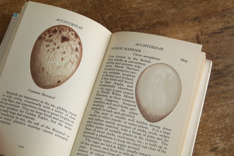 the observer's bookbirds' eggs mushroom toadstool 鳥の卵　キノコ　イギリス アンティークストリュフ