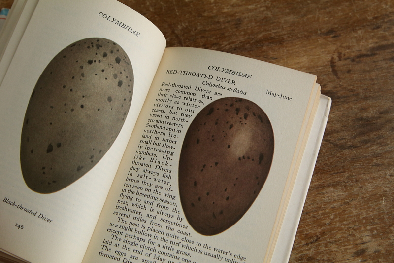 the observer's bookbirds' eggs mushroom toadstool 鳥の卵　キノコ　イギリス アンティークストリュフ