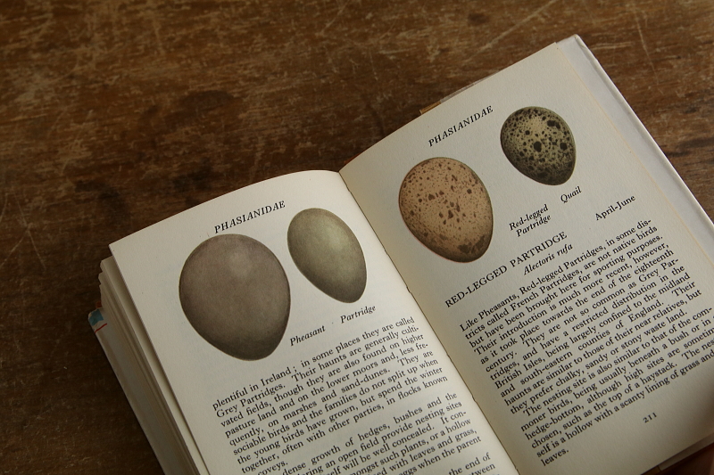 the observer's bookbirds' eggs mushroom toadstool 鳥の卵　キノコ　イギリス アンティークストリュフ